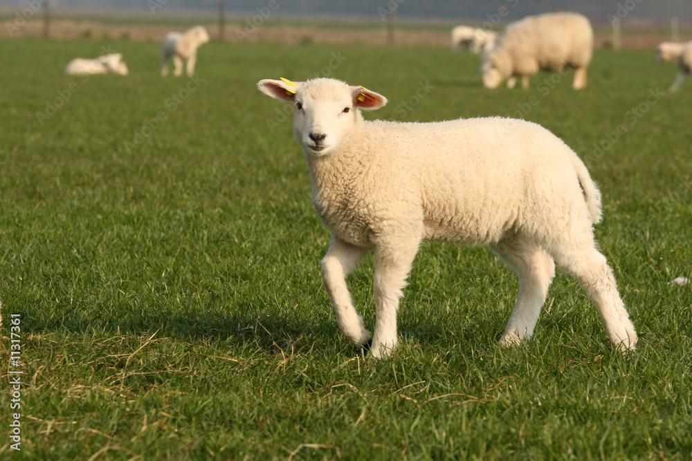 Cute little lamb looking at you Cute little lamb looking at you