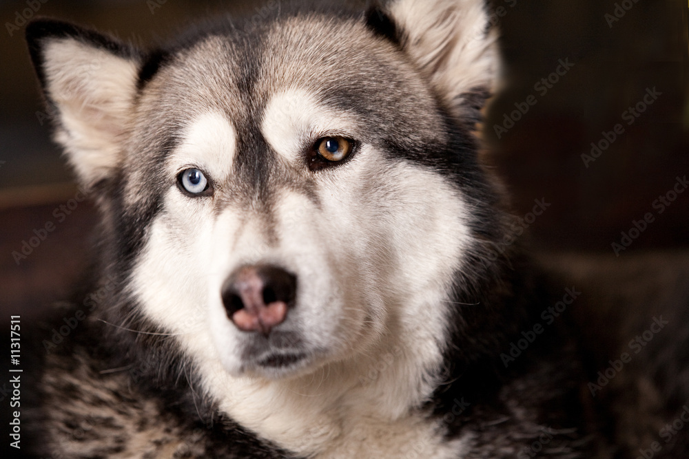 Crossbreed dog between husky and malamut looking tyred