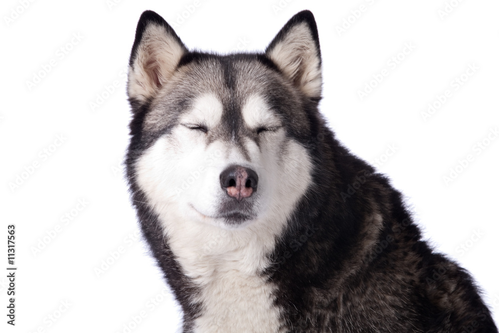 Crossbreed dog between husky and malamut enjoying