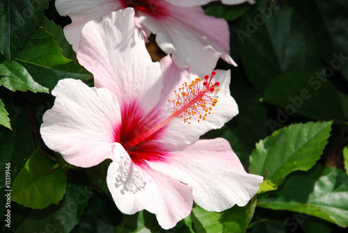 Hibiskus