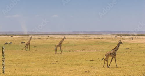 giraffes in amboseli national park, kenya