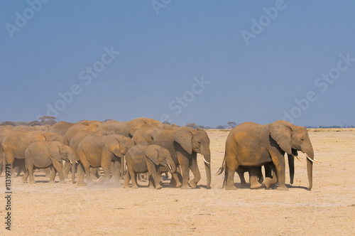 elephants in amboseli national park, kenya