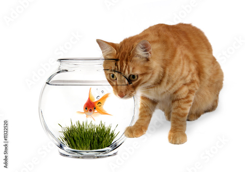 Curiosity Killed the Goldfish