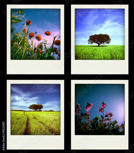 Set of four instant Nature and Spring Photos