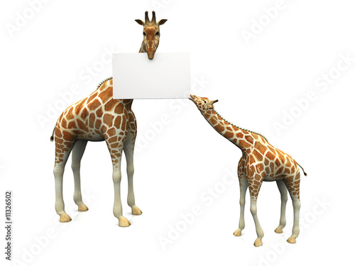 Fototapeta Naklejka Na Ścianę i Meble -  Giraffes with sign