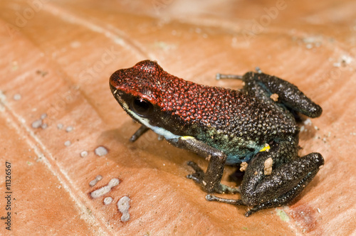 Poison frog Epipedobates bilinguis from ecuador photo