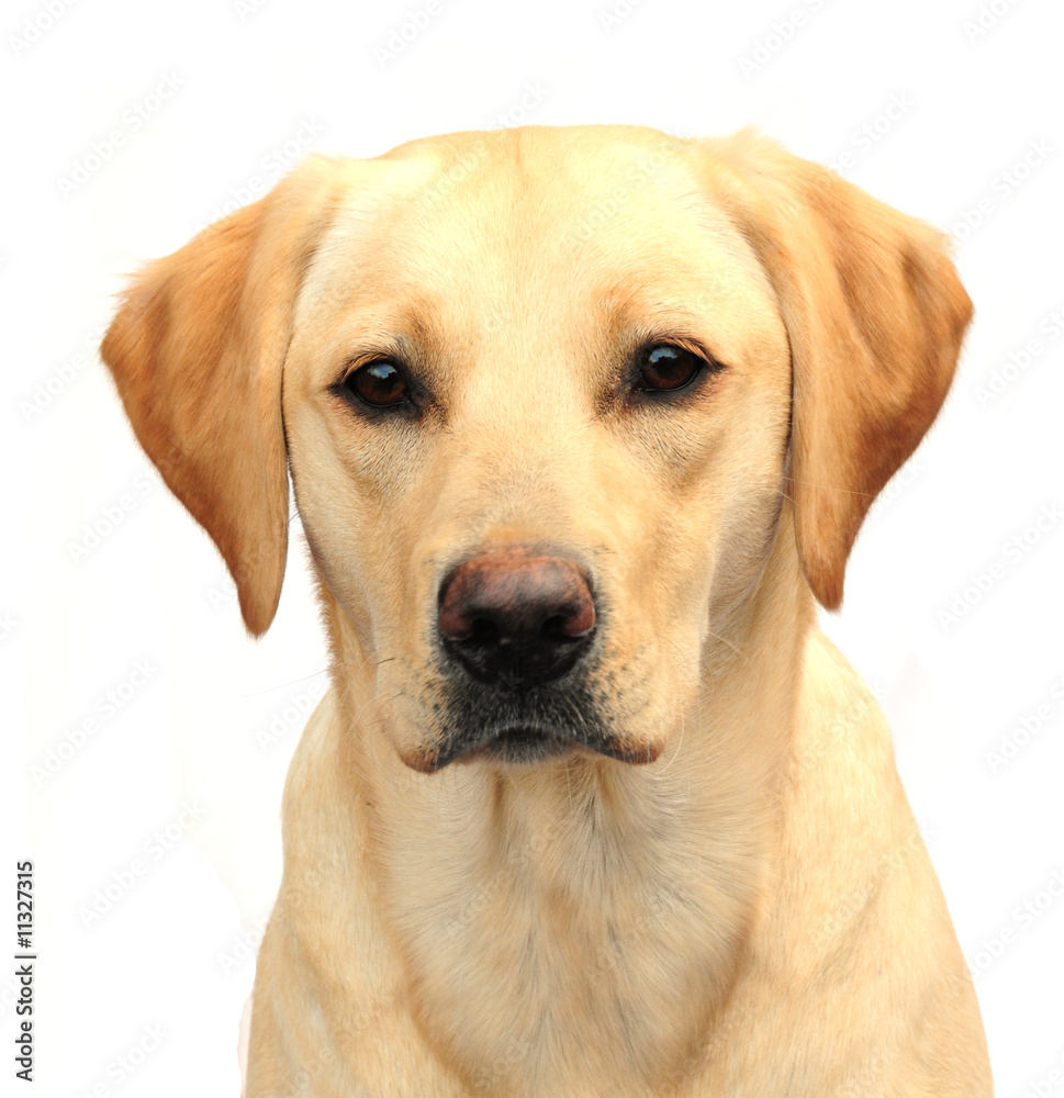 Headshot of cute labrador pup