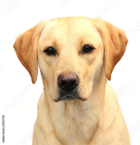 Headshot of cute labrador pup © claireliz