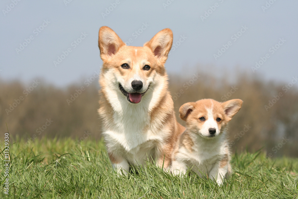 Petite famille Welsh Corgi