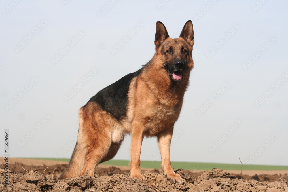 Berger Allemand en sentinelle