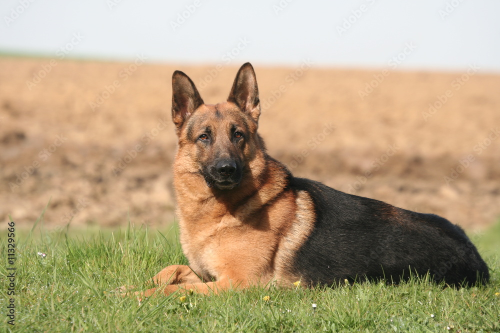 Berger Allemand couché gentiment