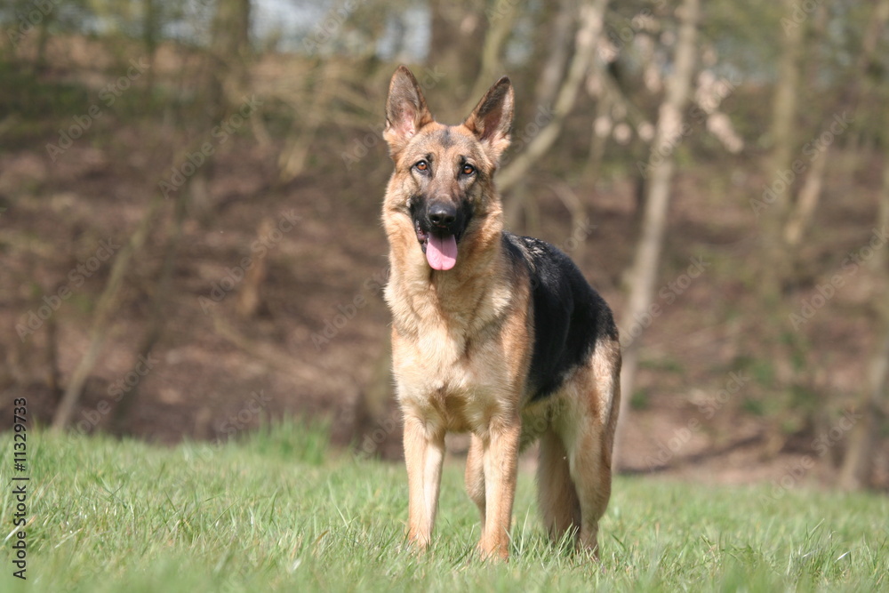 Berger Allemand debout de face Berger Allemand debout de face