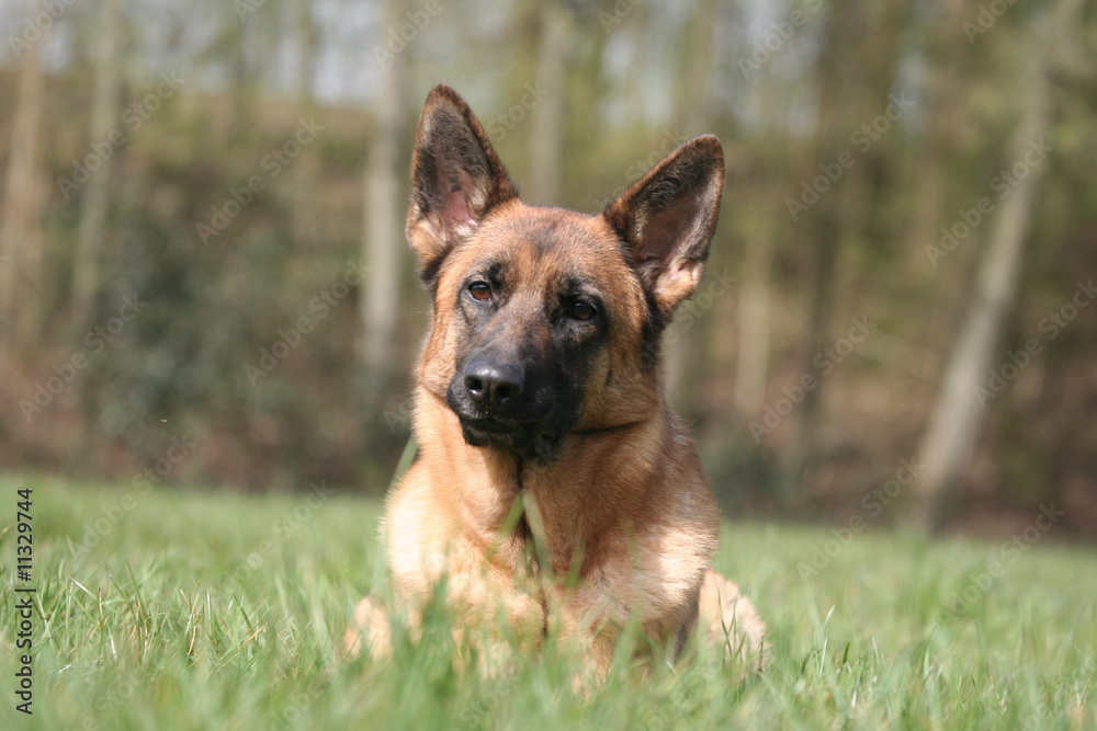 Adorable Berger Allemand rêveur Adorable Berger Allemand rêveur