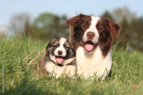 famille border collie allongé dans l'herbe