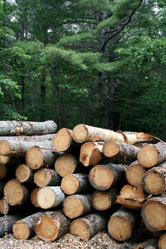 Obraz na płótnie Logging w salonie