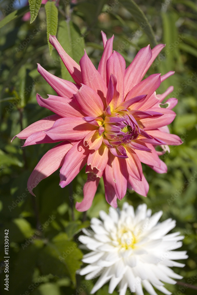 Obraz premium fleur : dahlia