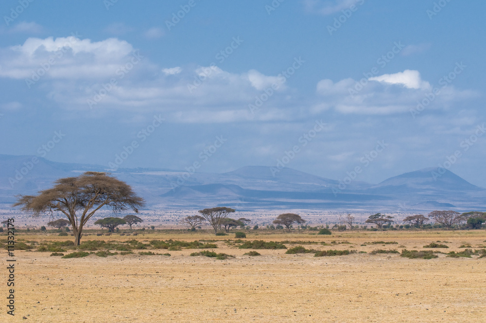 Papier peint photo avec Arbre isolé dans la savane africaine #11332173