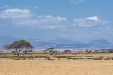 Crédence de cuisine Afrique Arbre isolé dans la savane africaine  © javarman