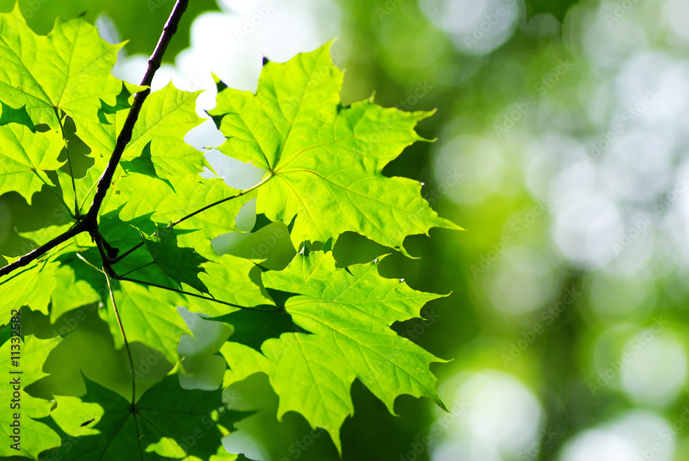 leaves leaves