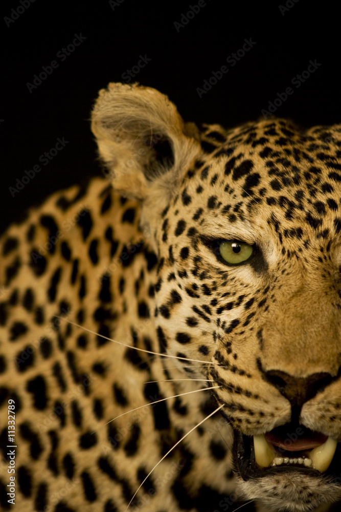 Leopard Leopard