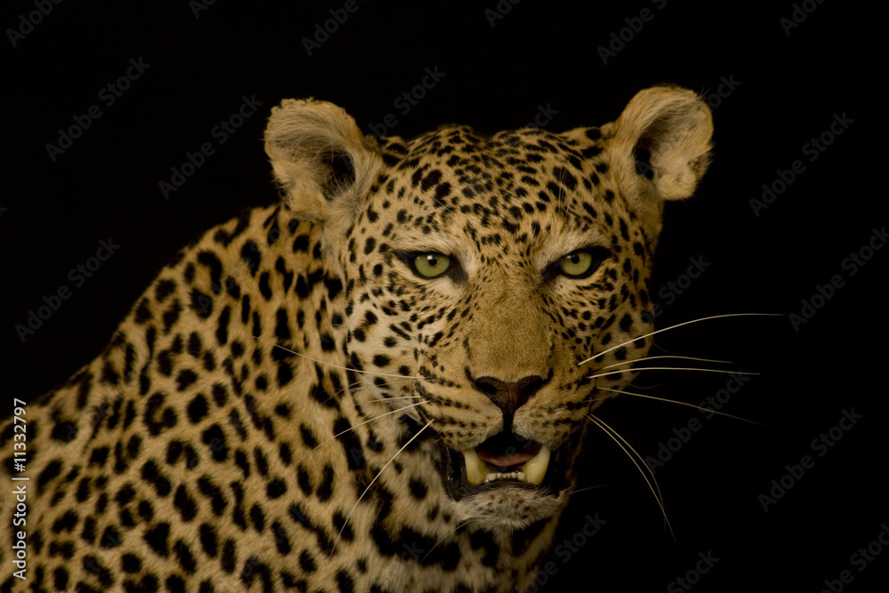 Fototapeta premium Leopard
