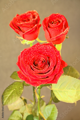 three red roses on black background