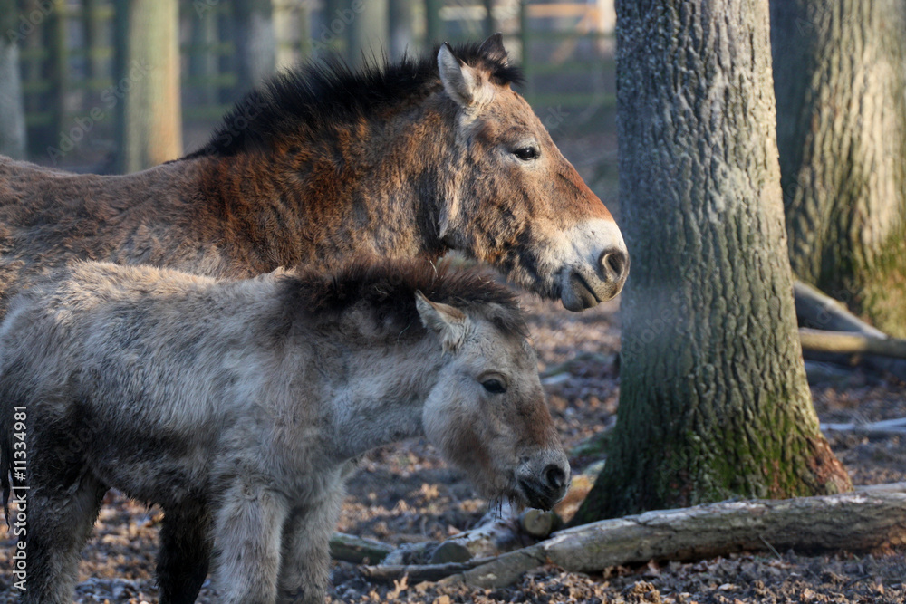 Fototapeta premium Przewalski-Pferde