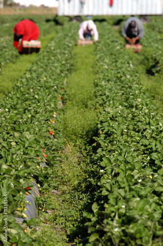 three strawberry pickers
