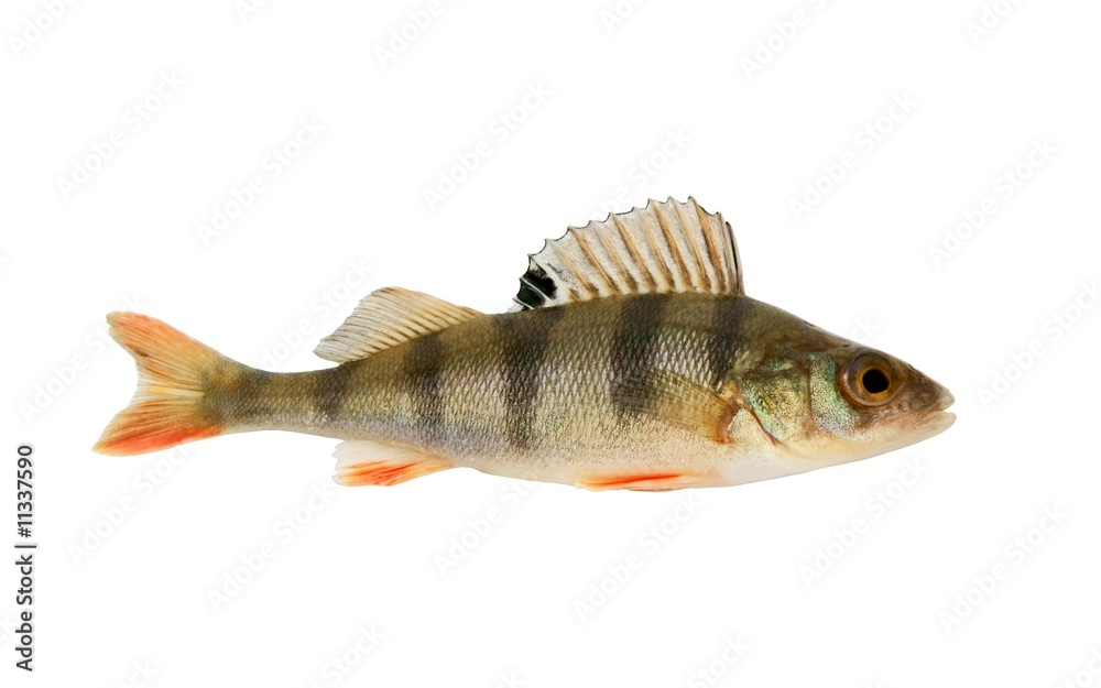Small perch isolated on white background