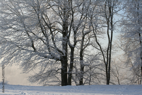 big trees patterns in winter © Vita Vanaga