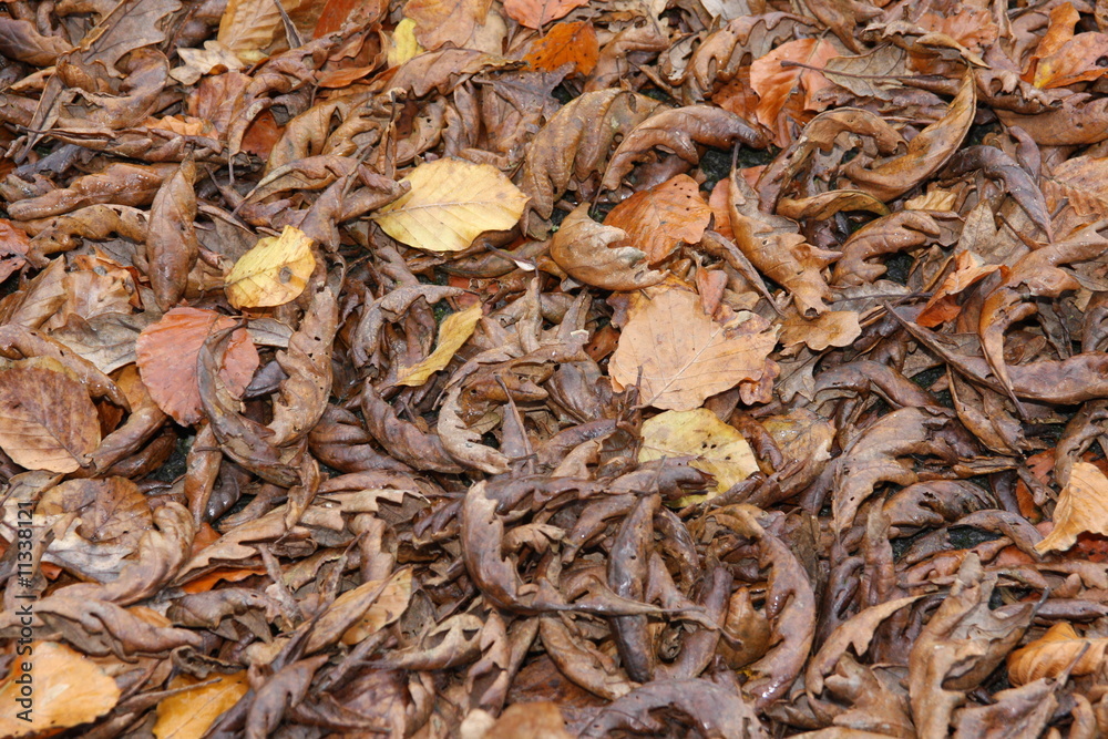 some leaf on the floor during autumn some leaf on the floor during autumn