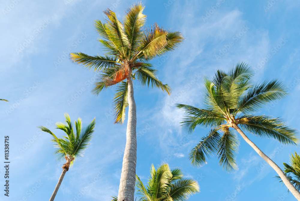 Palms against sky