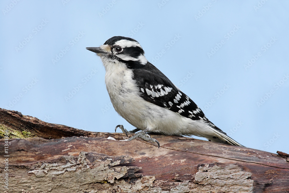 Female Downy Woodpecker (picoides pubescens) Female Downy Woodpecker (picoides pubescens)