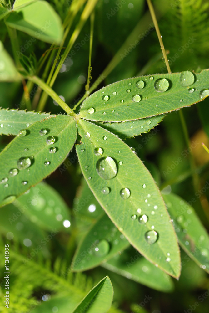 drops on a grass drops on a grass