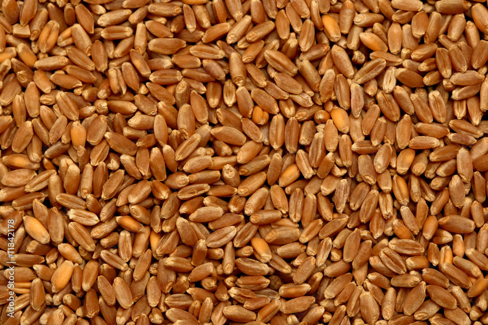 Fototapeta premium Wheat Grain Texture