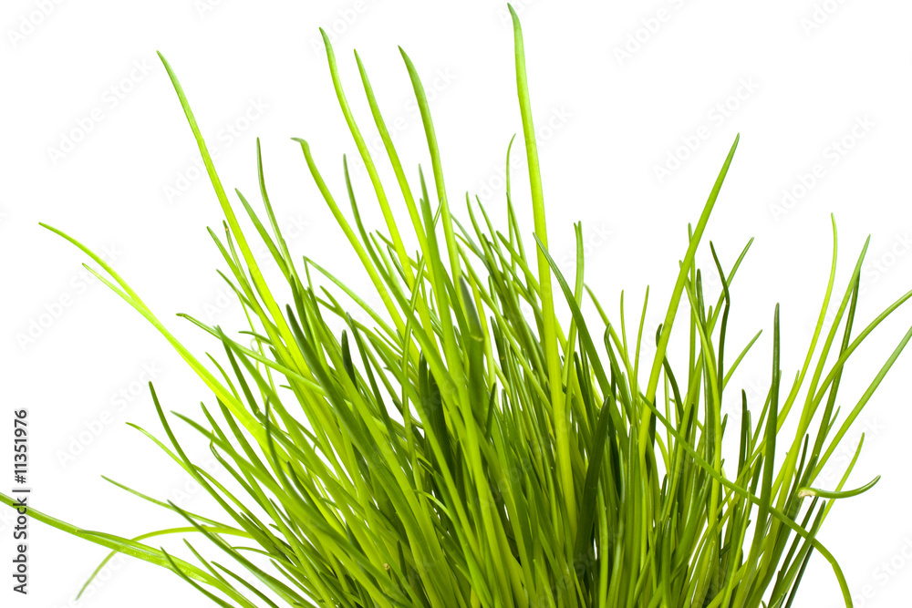 Obraz premium Schnittlauch isoliert auf weißem Hintergrund