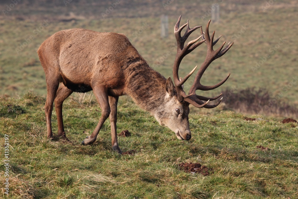 Obraz premium Red Deer Stag on a hillside