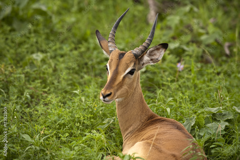 Obraz premium Young male impala