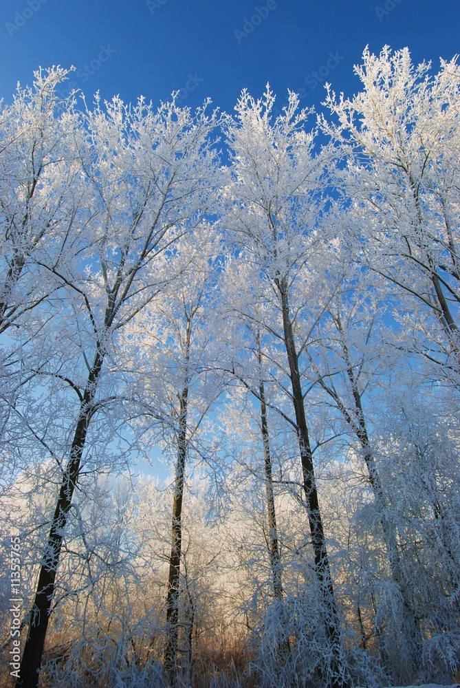 beauté hivernale