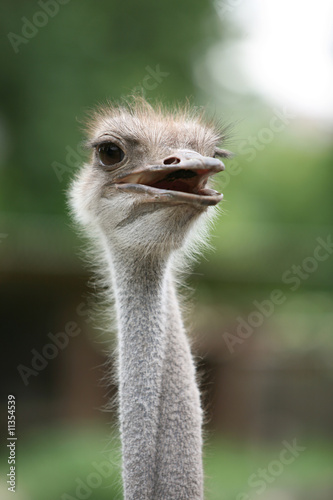 Ostrich close up © Oleg Gerasymenko