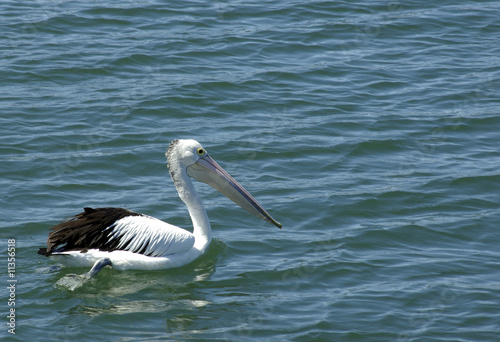Pelican © Timothy Lubcke
