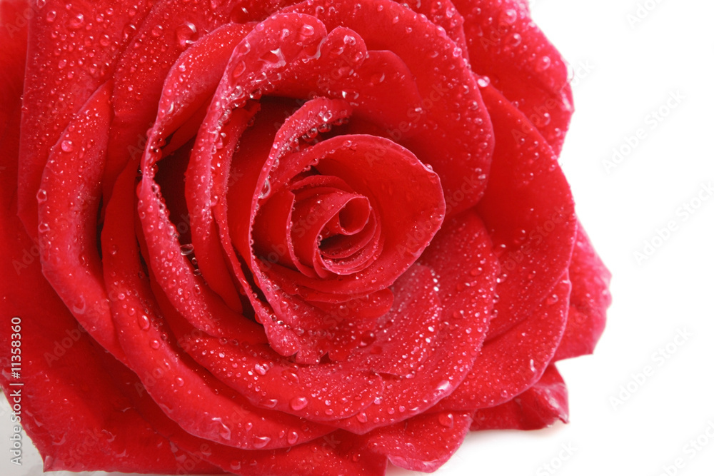 Red rose Red rose