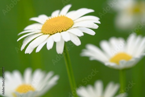 Daisy flowers (selective DOF), look of spring