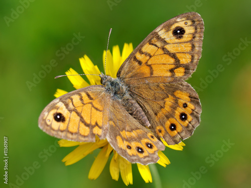 butterfly Satyridae megaera photo