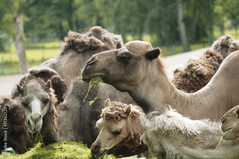 Obraz premium Camels