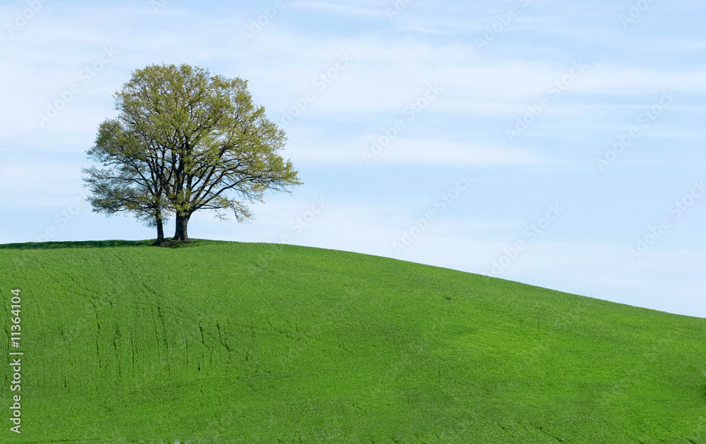 Obraz premium green nature