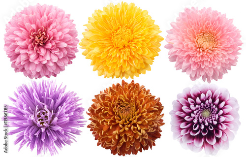 Set of dahlia flowers in different color on a white background photo