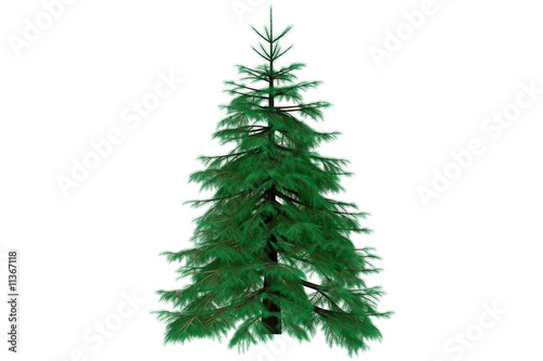 3d fir tree render isolated