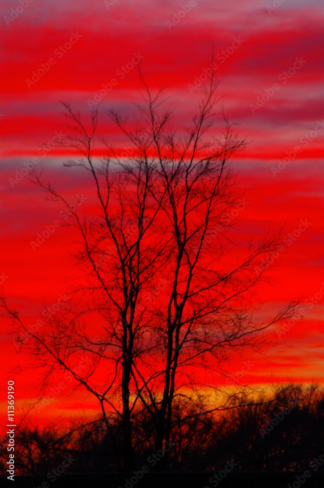 Roter Himmel mit Buche im Hochformat Roter Himmel mit Buche im Hochformat