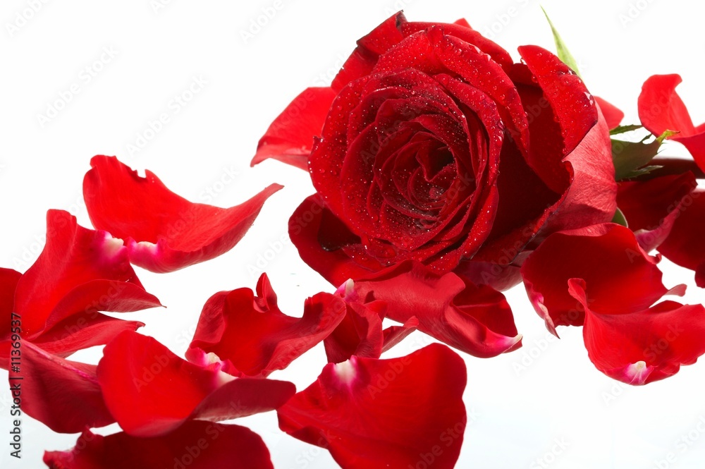 Fototapeta premium rose